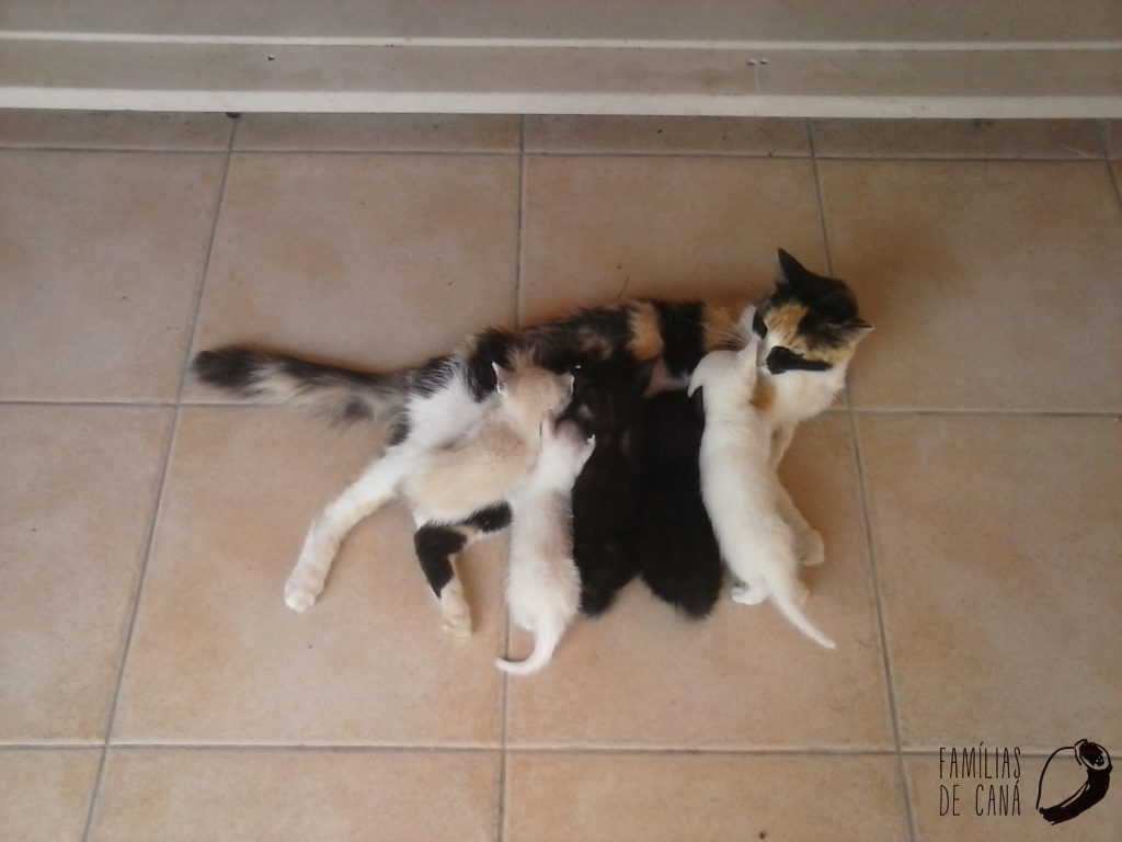 gatinhos a mamar